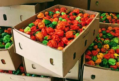 Fresh Hot Pepper