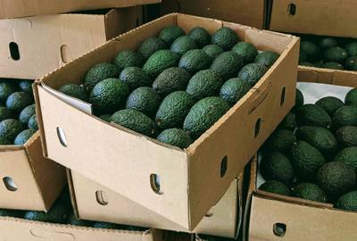 Hass Avocado Box